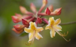 Millie Mac Native Azalea (Rhododendron) - 3 Gallon Pot -Garden & Outdoors rhododendron millie mac native azalea 10