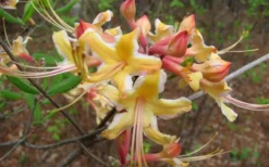 Millie Mac Native Azalea (Rhododendron) - 3 Gallon Pot -Garden & Outdoors rhododendron millie mac native azalea 2