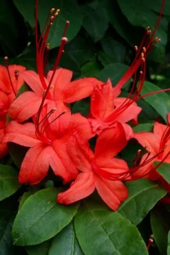 Plum Leaf Native Azalea (Rhododendron Prunifolium) - 3 Gallon Pot -Garden & Outdoors rhododendron prunifolium plum leaf azalea 3