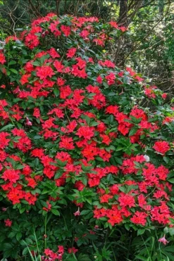 Plum Leaf Native Azalea (Rhododendron Prunifolium) - 3 Gallon Pot -Garden & Outdoors rhododendron prunifolium plum leaf azalea 5