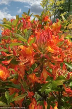 Smitty's Orange Crush Native Azalea (Rhododendron X) - 3 Gallon Pot -Garden & Outdoors rhododendron smittys orange crush native azalea 1