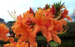 Smitty's Orange Crush Native Azalea (Rhododendron X) - 3 Gallon Pot -Garden & Outdoors rhododendron smittys orange crush native azalea 4