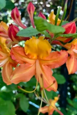 Verdie Sommerville Azalea (Rhododendron) - 3 Gallon Pot 7 Verdie Sommerville Azalea (Rhododendron) - 3 Gallon Pot -Garden & Outdoors rhododendron verdie sommerville azalea 1