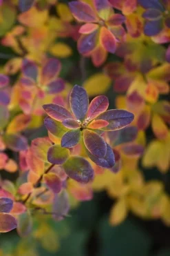 Swamp Azalea (Rhododendron Viscosum) - 3 Gallon Pot -Garden & Outdoors rhododendron viscosum swamp azalea 2