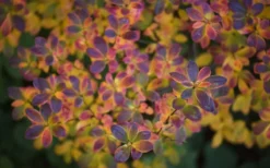 Swamp Azalea (Rhododendron Viscosum) - 1 Gallon Pot -Garden & Outdoors rhododendron viscosum swamp azalea 3 1