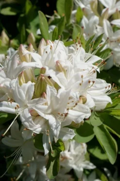 Swamp Azalea (Rhododendron Viscosum) - 1 Gallon Pot -Garden & Outdoors rhododendron viscosum swamp azalea 5 1