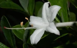 Swamp Azalea (Rhododendron Viscosum) - 1 Gallon Pot -Garden & Outdoors rhododendron viscosum swamp azalea 8 1