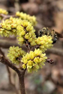 Fragrant Sumac (Rhus Aromatica) - 1 Gallon Pot -Garden & Outdoors rhus aromatica fragrant sumac 2