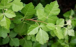 Fragrant Sumac (Rhus Aromatica) - 1 Gallon Pot -Garden & Outdoors rhus aromatica fragrant sumac 5