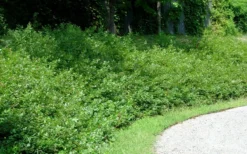 Fragrant Sumac (Rhus Aromatica) - 1 Gallon Pot -Garden & Outdoors rhus aromatica fragrant sumac 7