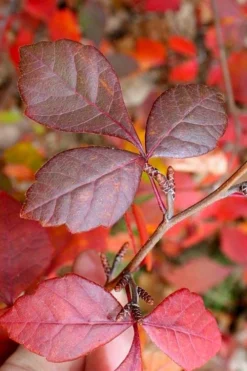 Fragrant Sumac (Rhus Aromatica) - 1 Gallon Pot -Garden & Outdoors rhus aromatica fragrant sumac 8