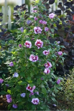Purple Pillar Rose Of Sharon - 5 Gallon Pot 10 Purple Pillar Rose Of Sharon - 5 Gallon Pot -Garden & Outdoors rose of sharon purple pillar 20