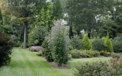 Purple Pillar Rose Of Sharon - 5 Gallon Pot 9 Purple Pillar Rose Of Sharon - 5 Gallon Pot -Garden & Outdoors rose of sharon purple pillar 21