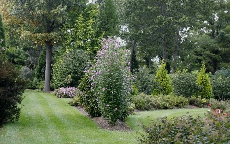 Purple Pillar Rose Of Sharon - 5 Gallon Pot 4 Purple Pillar Rose Of Sharon - 5 Gallon Pot - Image 4