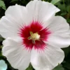 Red Heart Rose Of Sharon - 1 Gallon Pot