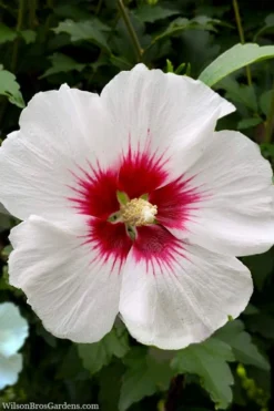 Red Heart Rose Of Sharon - 1 Gallon Pot