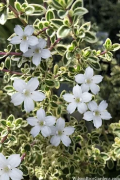Variegated Snowbush (Serissa Japonica) - 3 Gallon Pot 11 Variegated Snowbush (Serissa Japonica) - 3 Gallon Pot -Garden & Outdoors serissa foetida variegata snowbush 4