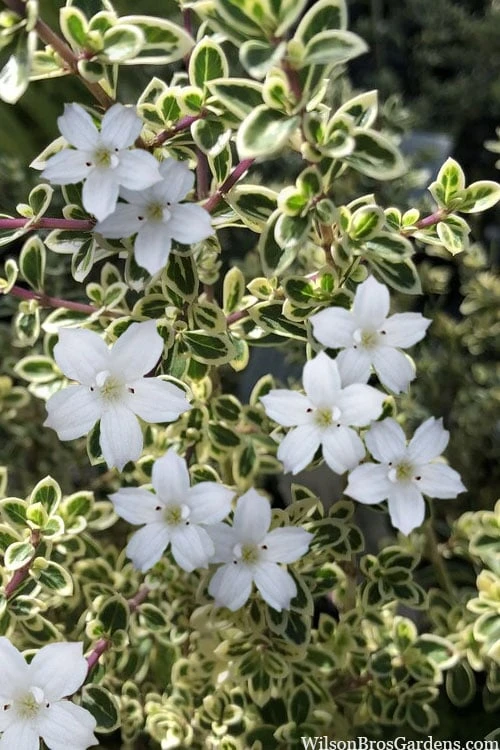 Variegated Snowbush (Serissa Japonica) - 3 Gallon Pot 4 Variegated Snowbush (Serissa Japonica) - 3 Gallon Pot - Image 4