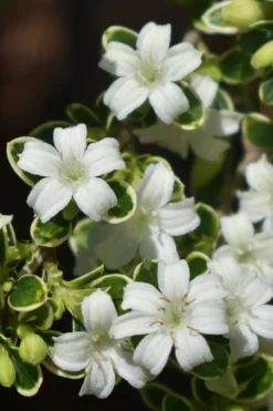 Variegated Snowbush (Serissa Japonica) - 3 Gallon Pot 15 Variegated Snowbush (Serissa Japonica) - 3 Gallon Pot -Garden & Outdoors serissa foetida variegata snowbush 5