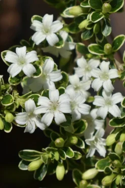 Variegated Snowbush (Serissa Japonica) - 3 Gallon Pot 14 Variegated Snowbush (Serissa Japonica) - 3 Gallon Pot -Garden & Outdoors serissa foetida variegata snowbush 6