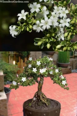 Variegated Snowbush (Serissa Japonica) - 3 Gallon Pot 12 Variegated Snowbush (Serissa Japonica) - 3 Gallon Pot -Garden & Outdoors serissa foetida variegata snowbush 7