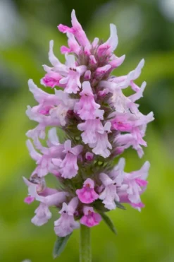 Summer Crush Betony (Stachys) - 1 Gallon Pot -Garden & Outdoors stachys summer crush betony 3