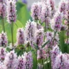 Summer Crush Betony (Stachys) - 1 Gallon Pot
