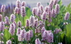 Summer Crush Betony (Stachys) - 1 Gallon Pot -Garden & Outdoors stachys summer crush betony 5