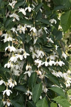 Fragrant Fountain Weeping Japanese Snowbell Tree - 5 Gallon Pot -Garden & Outdoors styrax japonica fragrant fountain weeping japanese snowbell tree 4