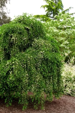 Fragrant Fountain Weeping Japanese Snowbell Tree - 5 Gallon Pot -Garden & Outdoors styrax japonica fragrant fountain weeping japanese snowbell tree 5