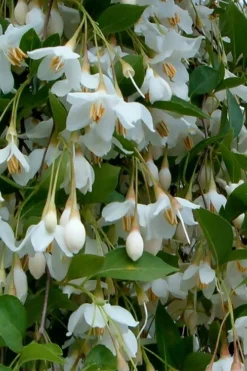 Fragrant Fountain Weeping Japanese Snowbell Tree - 5 Gallon Pot -Garden & Outdoors styrax japonica fragrant fountain weeping japanese snowbell tree 6