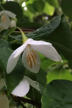 Fragrant Fountain Weeping Japanese Snowbell Tree - 5 Gallon Pot -Garden & Outdoors styrax japonica fragrant fountain weeping japanese snowbell tree 7