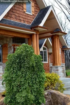 Fragrant Fountain Weeping Japanese Snowbell Tree - 5 Gallon Pot -Garden & Outdoors styrax japonica fragrant fountain weeping japanese snowbell tree 9