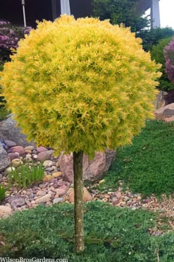 Sienna Sunset Arborvitae Topiary Tree - 3 Gallon Pot