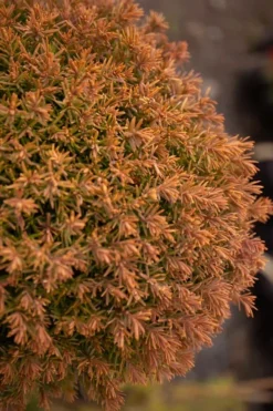 Sienna Sunset Arborvitae Topiary Tree - 3 Gallon Pot -Garden & Outdoors thuja occidentalis anniek sienna sunset arborvitae tree 2