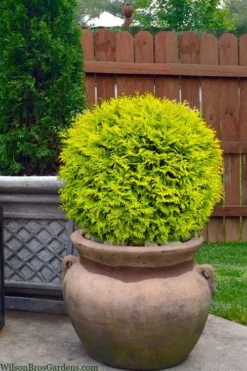 Golden Globe Arborvitae - 3 Gallon Pot