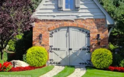 Golden Globe Arborvitae - 3 Gallon Pot -Garden & Outdoors thuja occidentalis golden globe arborvitae 24