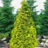 Sunshine Arborvitae (Thuja) - 1 Gallon Pot