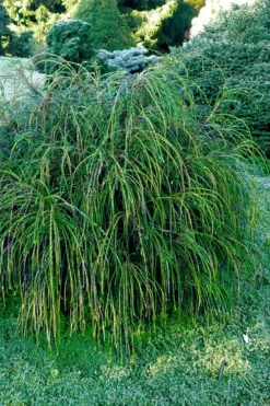 Whipcord Arborvitae (Thuja Plicata 'Whipcord') - 2 Gallon Pot -Garden & Outdoors thuja plicata whipcord arborvitae 105