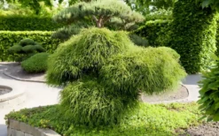 Whipcord Arborvitae (Thuja Plicata 'Whipcord') - 2 Gallon Pot -Garden & Outdoors thuja plicata whipcord arborvitae 52