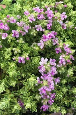 Highland Cream Creeping Thyme - 5 Pack Of Quart Pots -Garden & Outdoors thyme highland cream 500x750 1