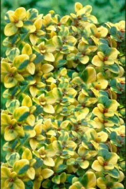 Doone Valley Thyme - 6 Pack Of Pink Pots -Garden & Outdoors thymus citriodorus doone valley 2