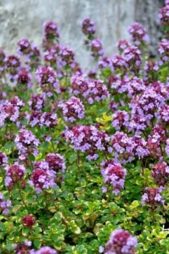 Doone Valley Thyme - 6 Pack Of Pink Pots -Garden & Outdoors thymus citriodorus doone valley 3