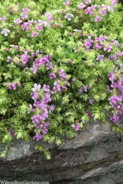 Highland Cream Creeping Thyme - 5 Pack Of Quart Pots -Garden & Outdoors thymus praecox highland creeping thyme 1
