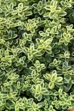 Highland Cream Creeping Thyme - 5 Pack Of Quart Pots -Garden & Outdoors thymus praecox highland creeping thyme 4