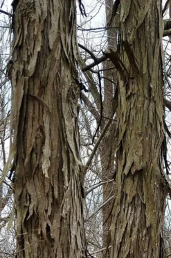 Shagbark Hickory Tree (Carya Ovata) - 3 Gallon Pot 17 Shagbark Hickory Tree (Carya Ovata) - 3 Gallon Pot -Garden & Outdoors tree hickory shagbark 500x750 1