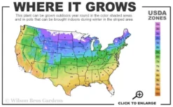 Blackhaw Viburnum - 2 Gallon Pot -Garden & Outdoors usda zone map