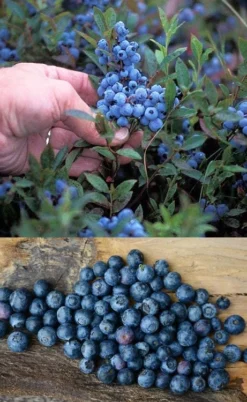Wild Lowbush Blueberry Plant - 1 Gallon 13 Wild Lowbush Blueberry Plant - 1 Gallon -Garden & Outdoors vaccinium angustifolium low bush blueberry 10