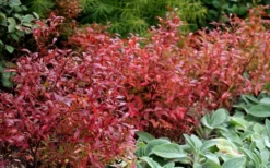 Wild Lowbush Blueberry Plant - 1 Gallon 17 Wild Lowbush Blueberry Plant - 1 Gallon -Garden & Outdoors vaccinium angustifolium low bush blueberry 2