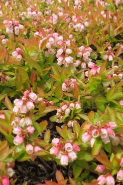 Wild Lowbush Blueberry Plant - 1 Gallon 16 Wild Lowbush Blueberry Plant - 1 Gallon -Garden & Outdoors vaccinium angustifolium low bush blueberry 4